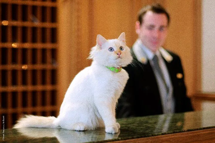 There is a fancy hotel for cats in Paris