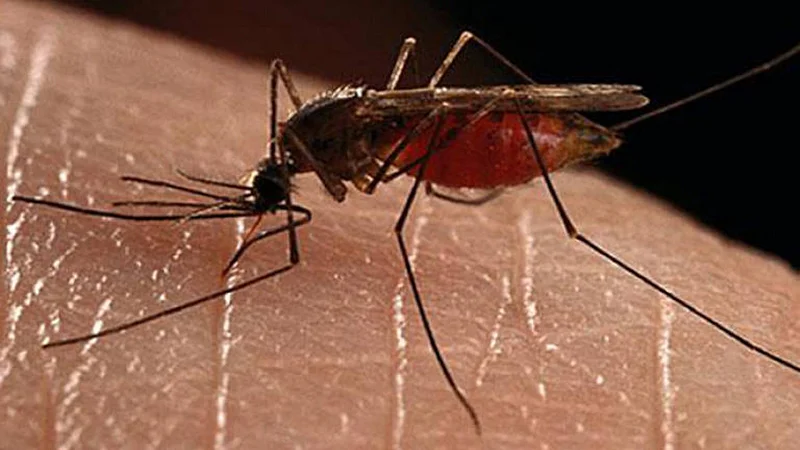 Dengue 1