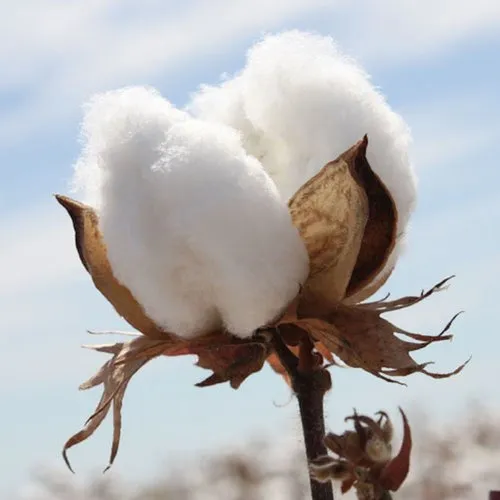 cotton