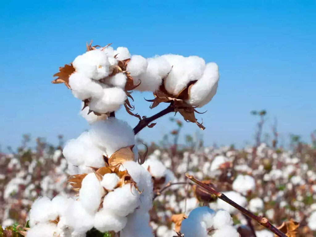 the worlds cotton supply keeps shrinking hit by drought heat